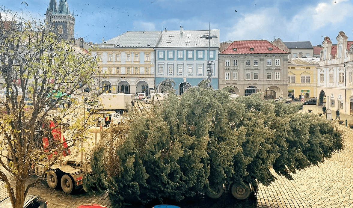Hledáme vánoční strom pro Kolín